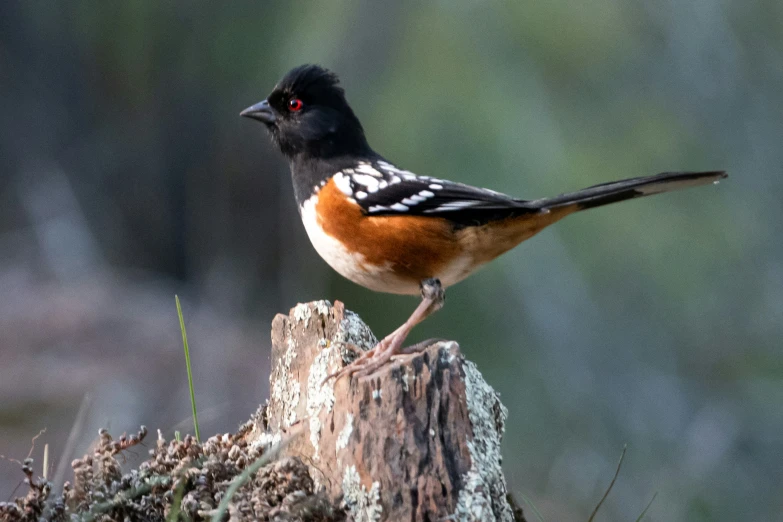 this bird is looking at soing on a stump