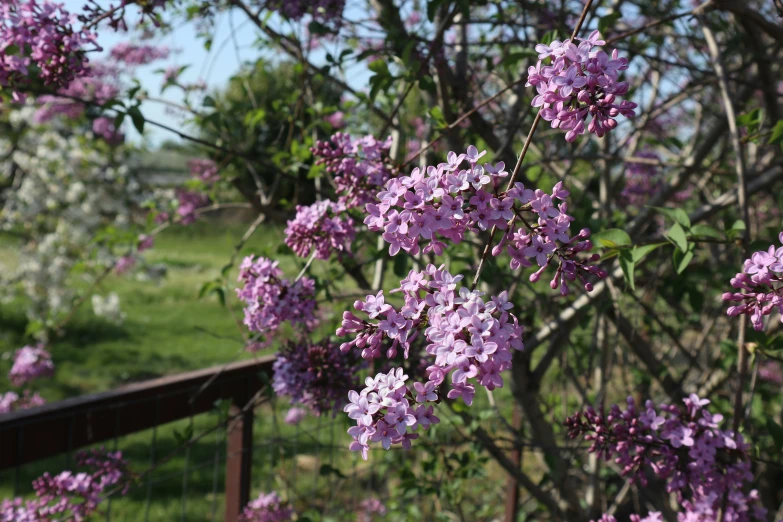 a bush with purple flowers in it and a wooden fence