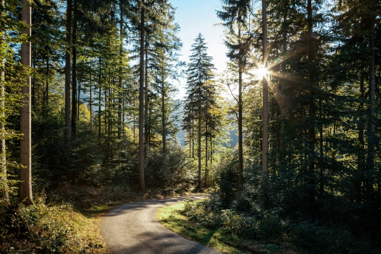 a trail in the woods surrounded by tall trees