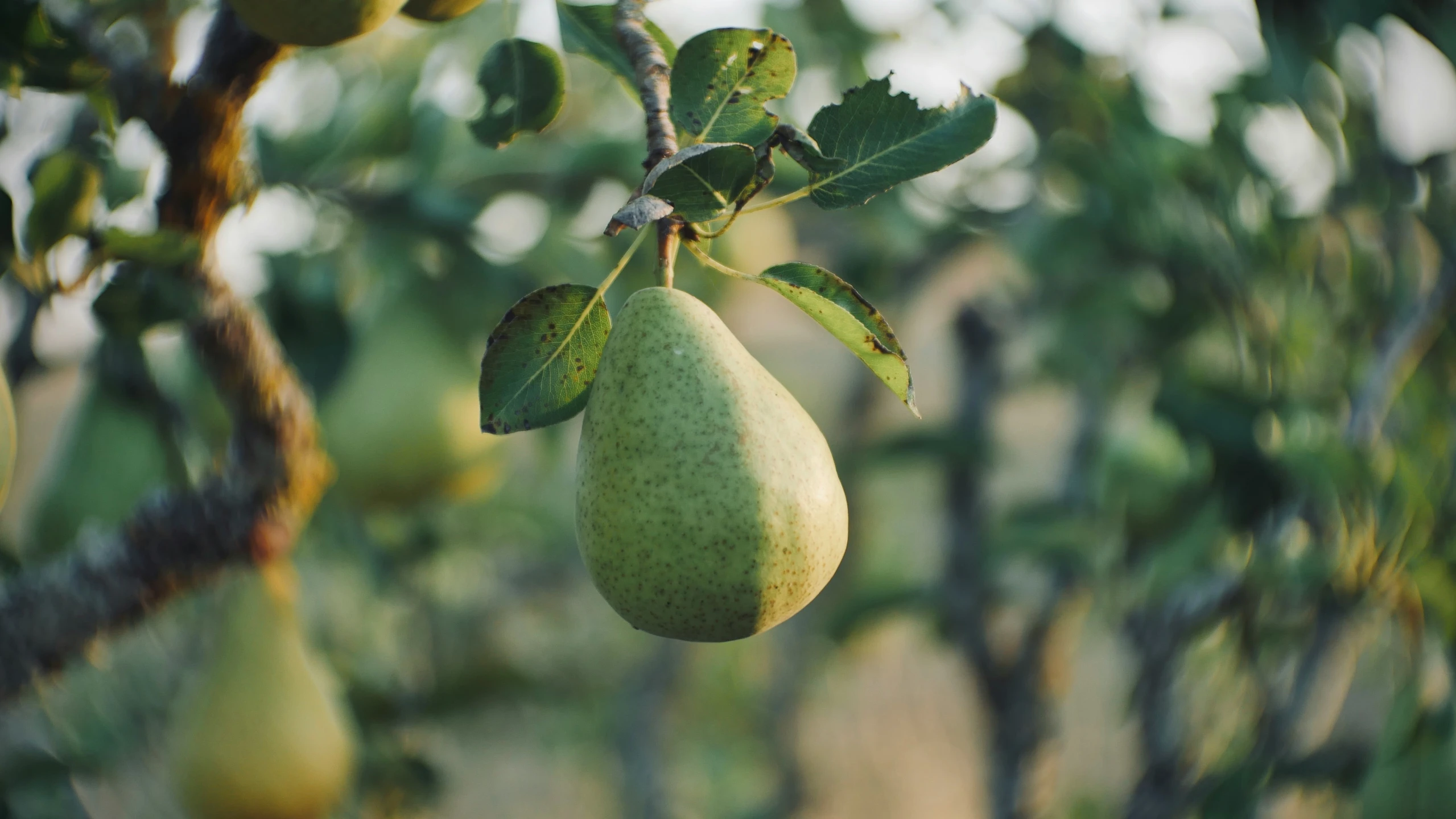 a tree with a couple green pears hanging from it's nches