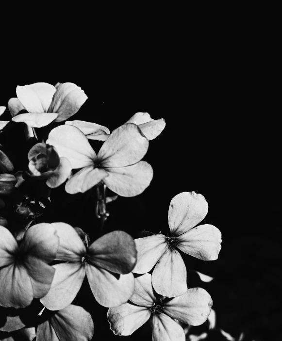 black and white po of some flowers on black background