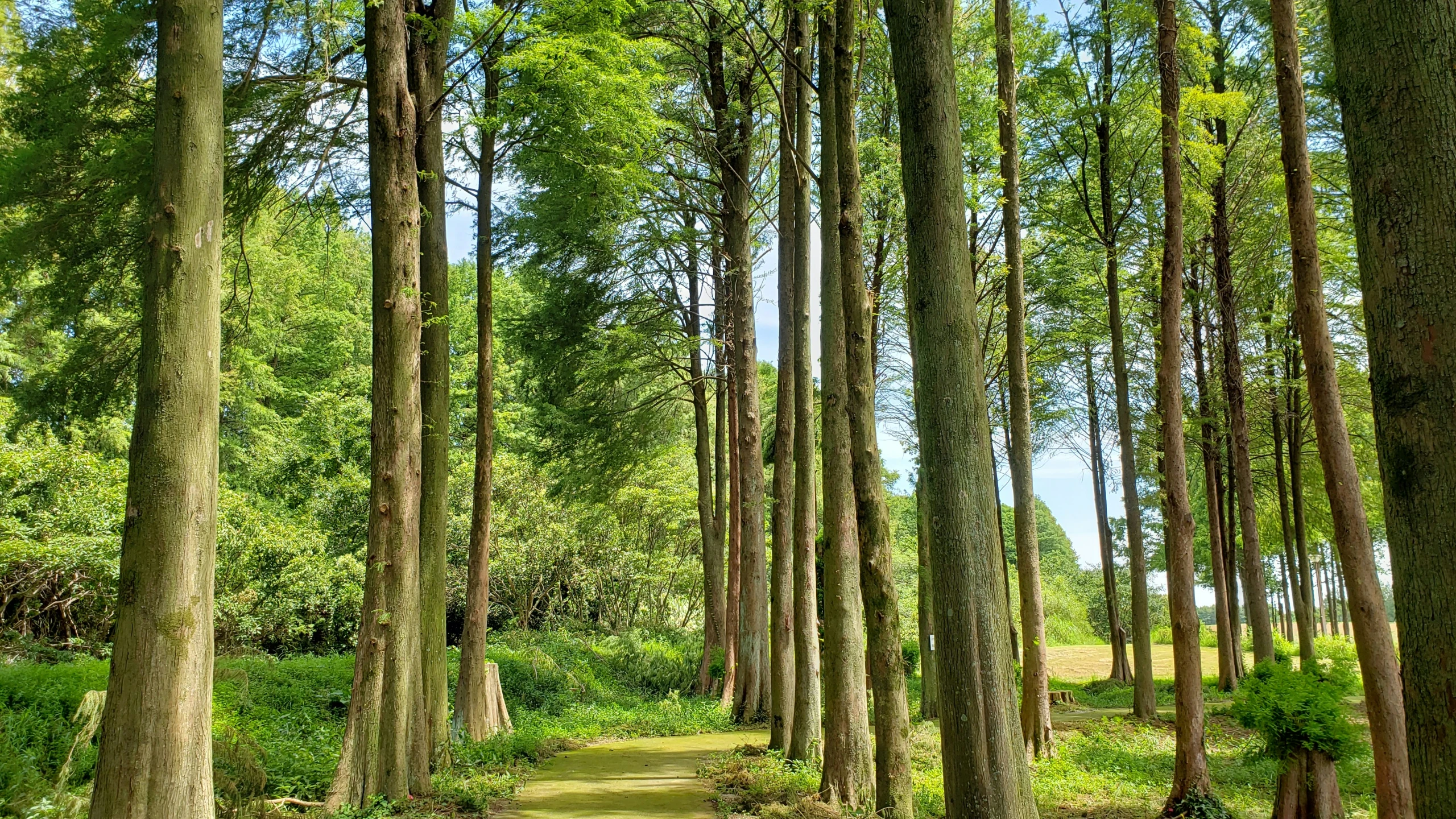 some large trees are growing next to a trail