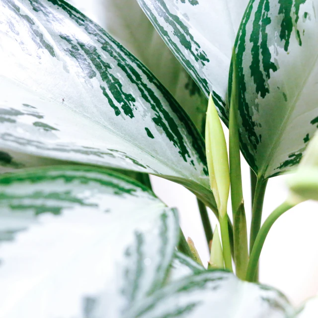 a close up view of the back side of a leaf