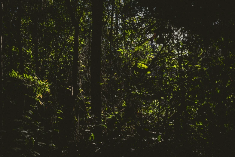 trees and some dirt in the woods