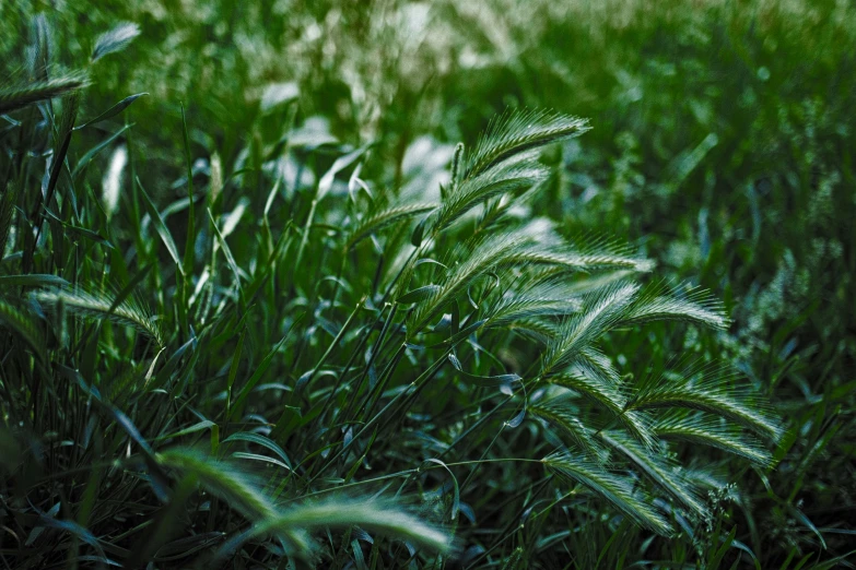 tall, thin grass is growing near some woods