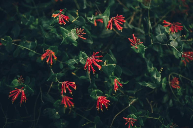 red flowers are shown in the dark green leaves