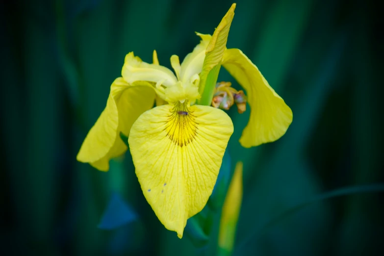 a yellow flower in the middle of the ground