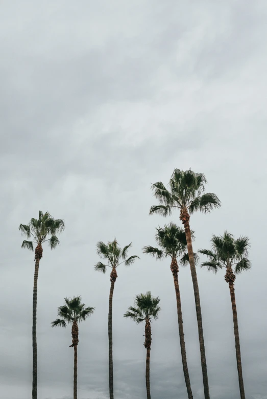 there is a palm tree grove with cloudy skies in the background