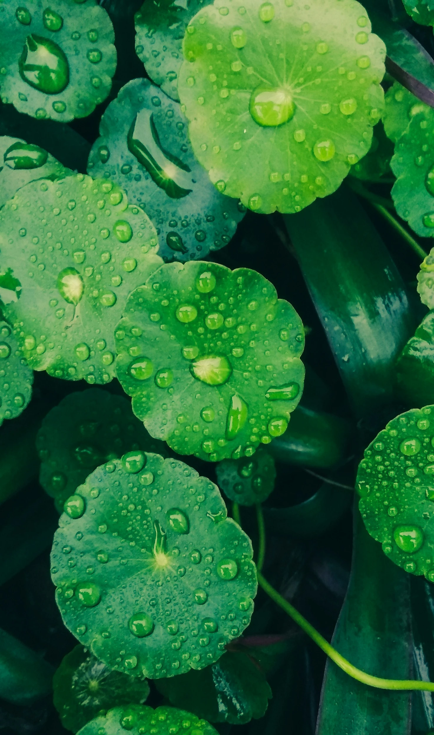 the water drops on green leaves and flowers