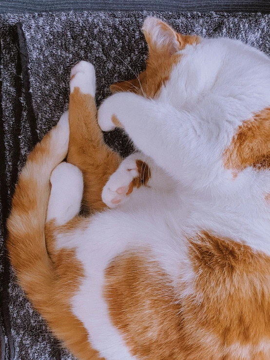 cat sleeping on a blanket on the floor