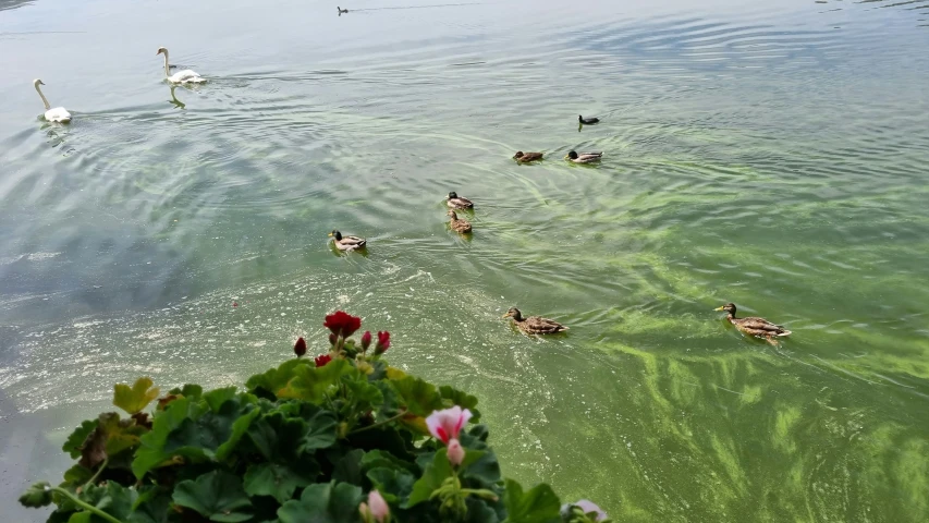 ducks swimming on the river in the clear water