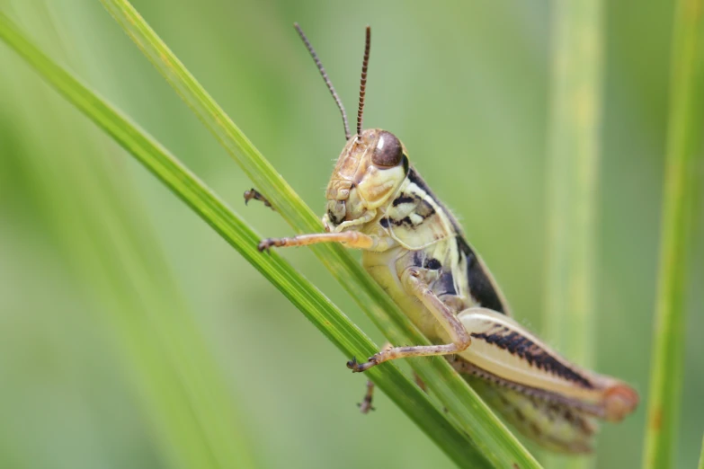 a large grasshopper sitting on a thin green leaf