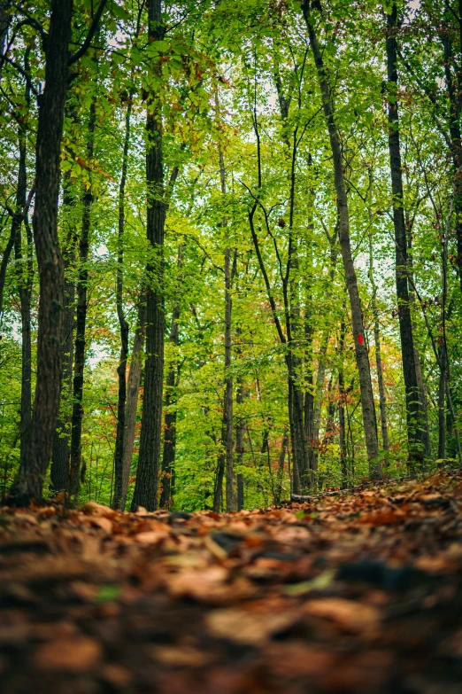 a view of an area filled with leaves and trees