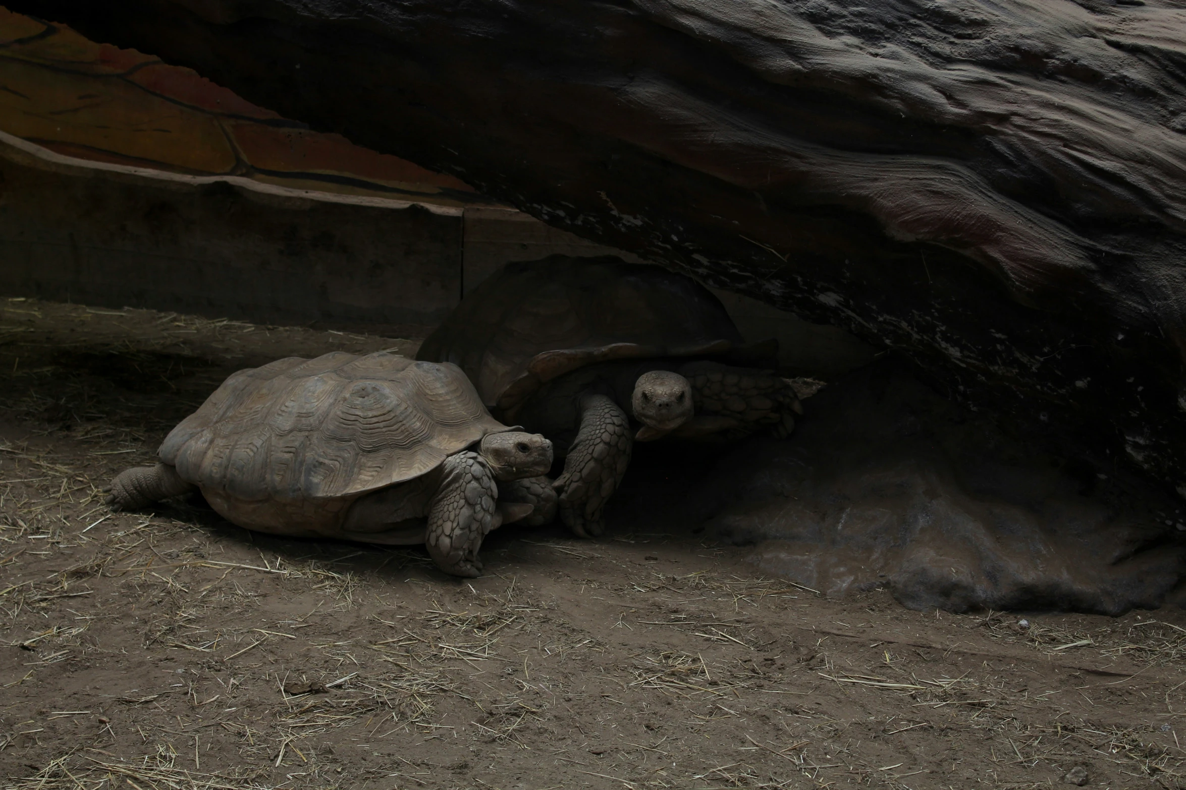 two tortoises are rolling around in an enclosed area