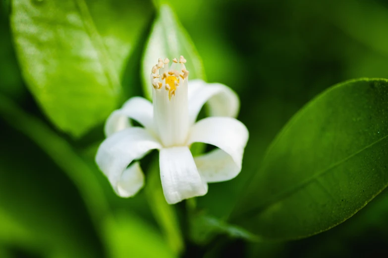 a white and yellow flower sits on the green stem