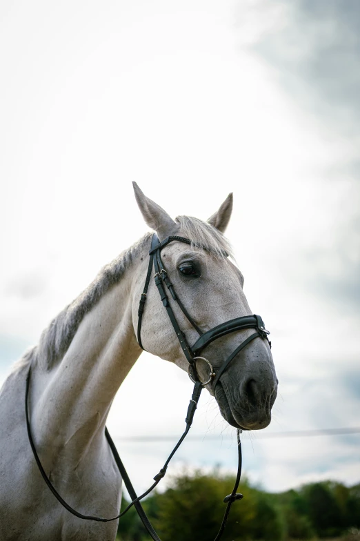 a horse stands in a field under a cloudy sky