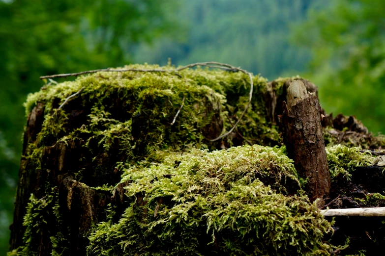 some moss covered trees in the middle of a forest