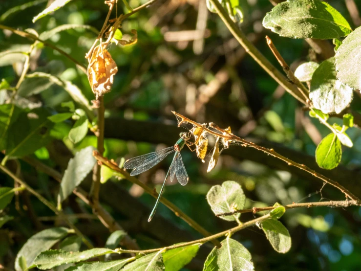 two brown dragonflies on the tip of a nch