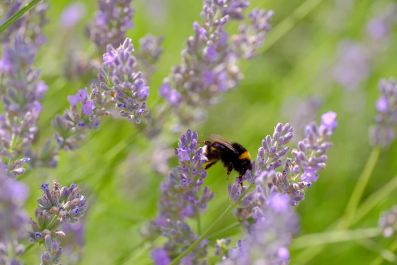 a bee flying in between some purple flowers