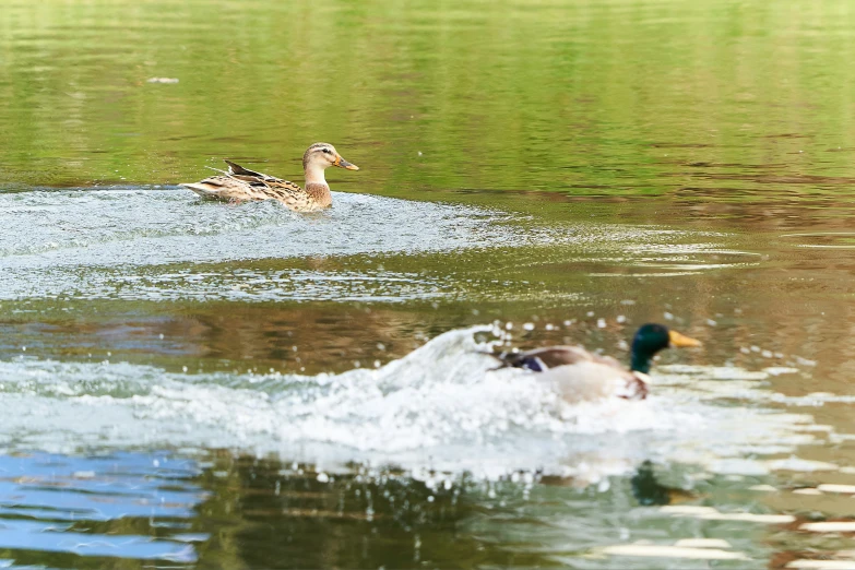 a duck with a mallard splashes in the water