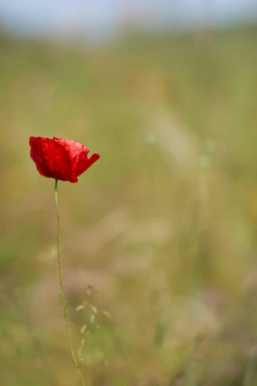 there is a red flower on the nch in the field