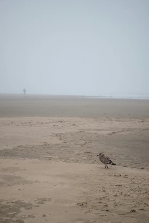 a lone bird is walking on a sandy beach