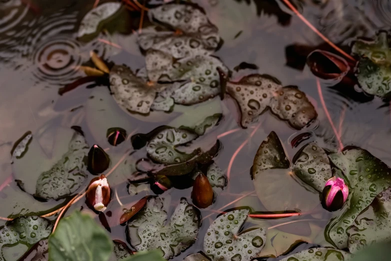 a pond filled with lots of waterlilies next to leaves