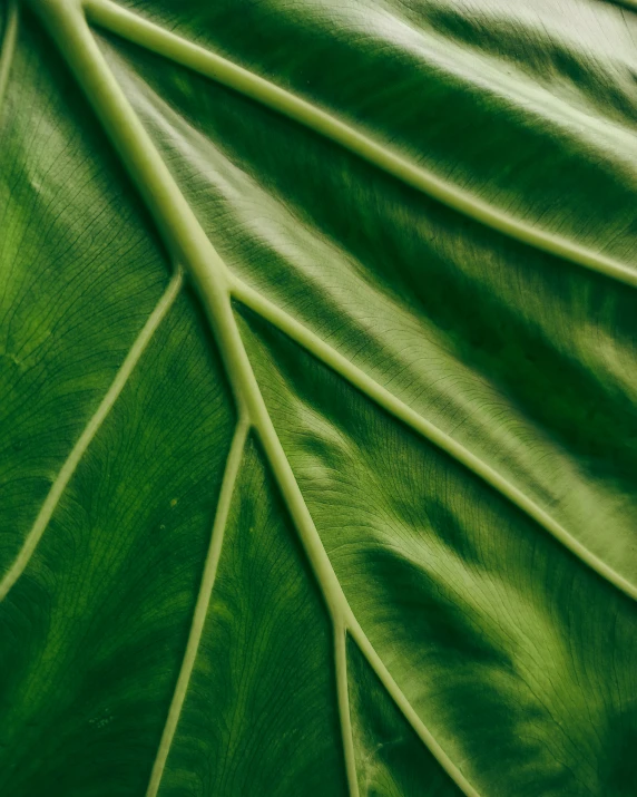 the large, green leaves of a plant