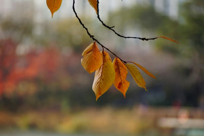 a nch filled with lots of yellow and brown leaves