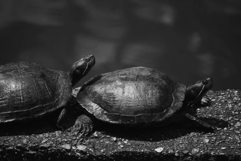 black and white po of three turtle backs