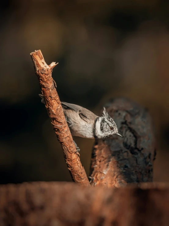 small bird sitting on the edge of a piece of wood