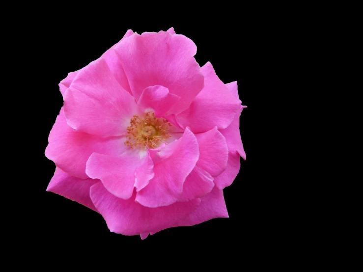 a pink rose is shown on a black background