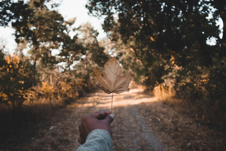 person holding up a leaf on the side of a forest road