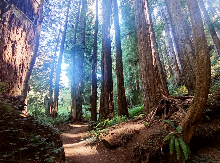 the trail is surrounded by many tall trees