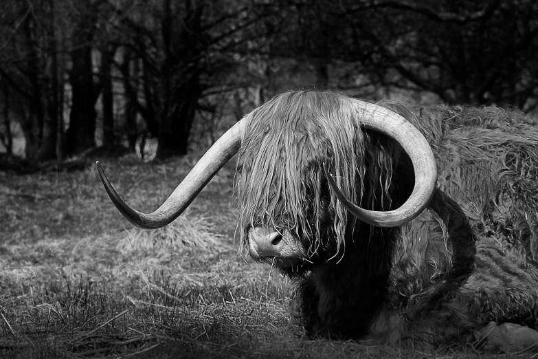 an animal with long horns standing in the grass