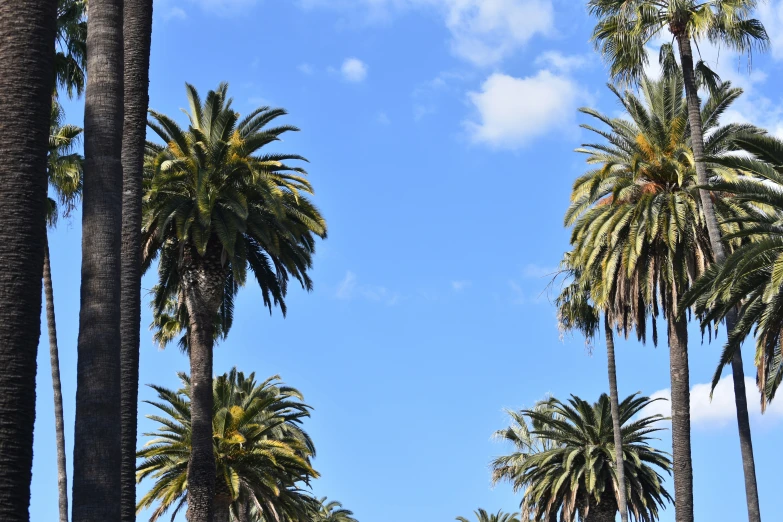 lots of tall palm trees lined up against the sky