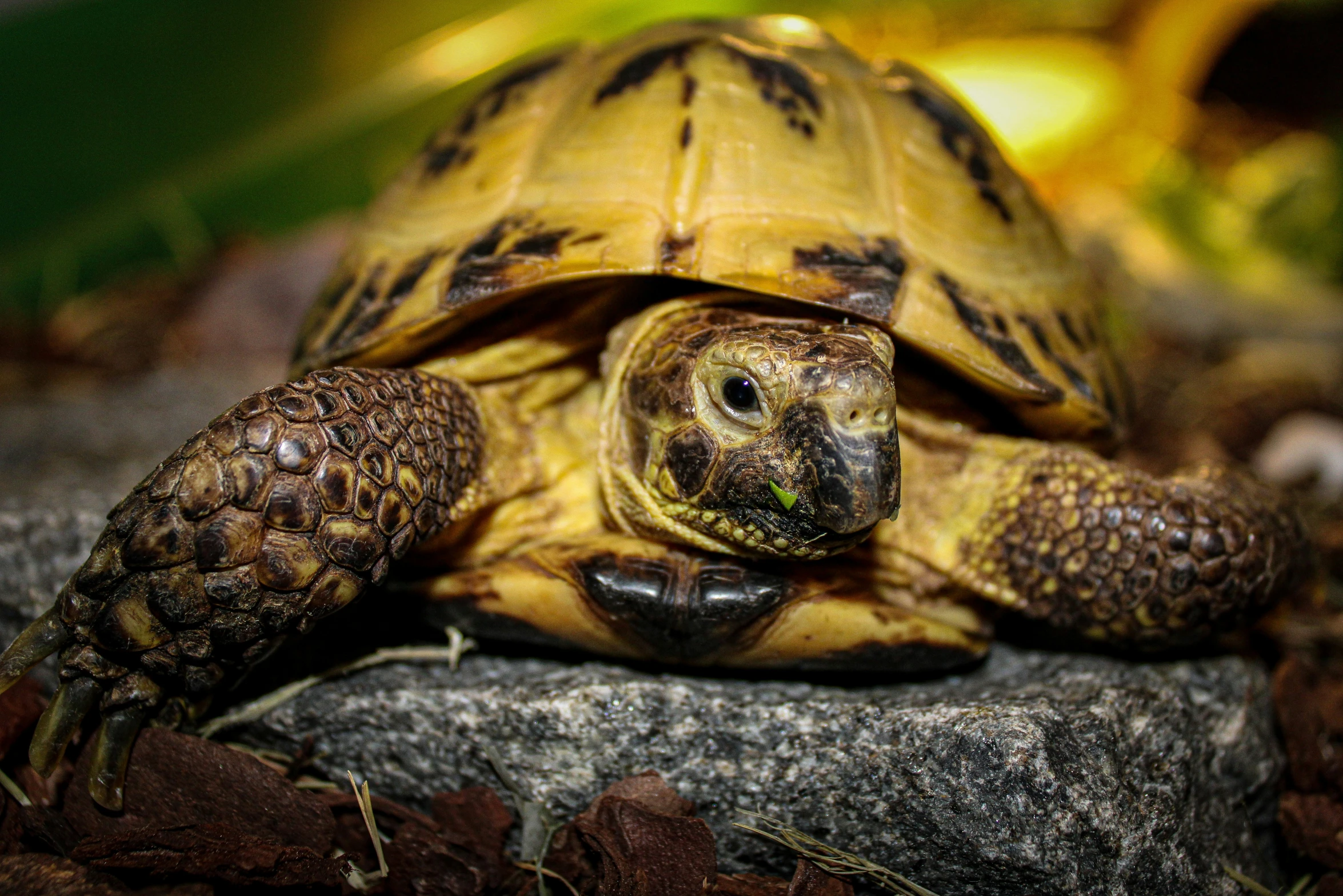 a yellow turtle sitting on the ground next to rocks