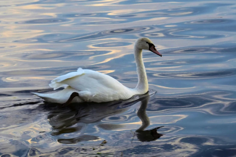 a white swan swims on the water with clouds in the background