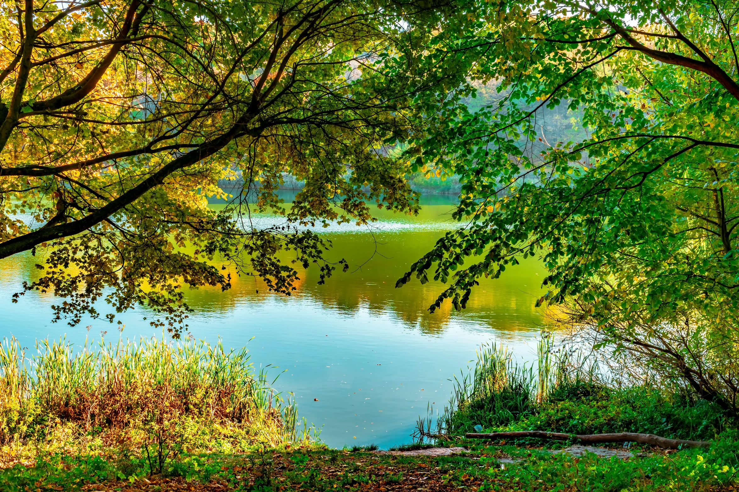 a river and some trees near by