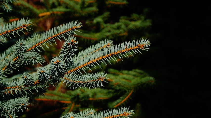 a close up of an evergreen nch with yellow needles