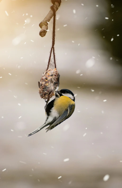 a bird eating a seed attached to a feeder