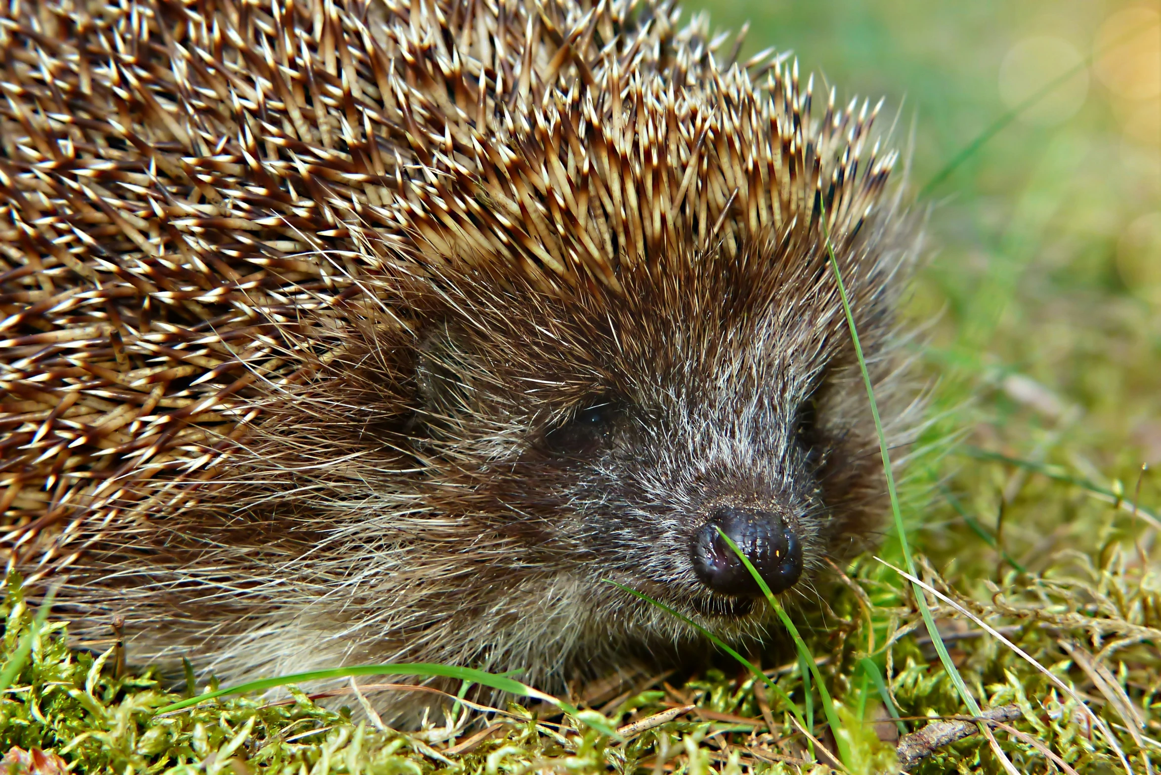 an animal with a very long snout is walking on the grass