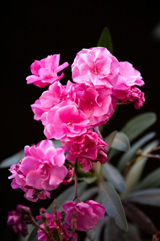 purple flowers blooming in the dark, in a pot