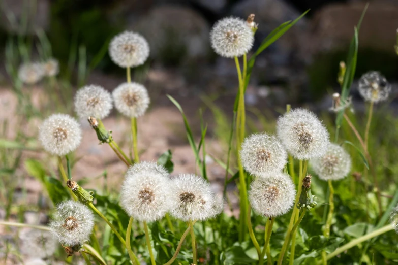 dandelion is growing on the grass next to the rocks