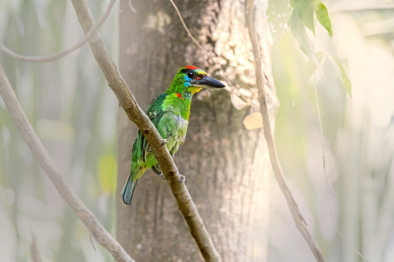 a multicolored bird sitting on a tree nch