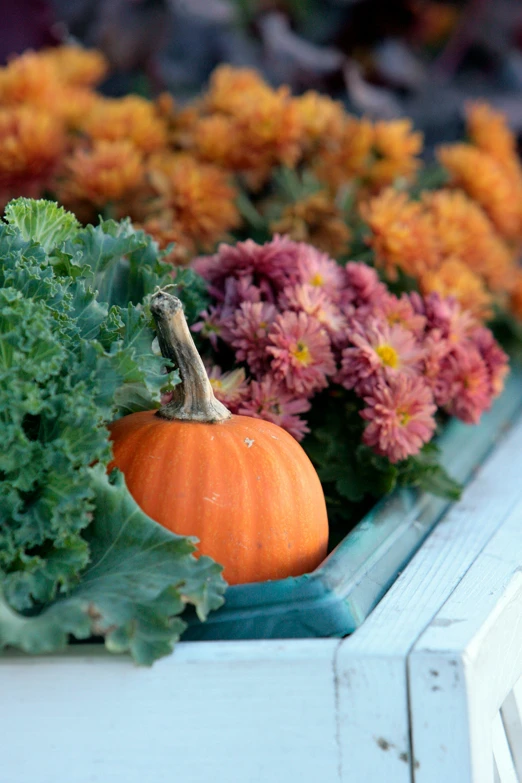 a small pumpkin sitting between flowers and foliage