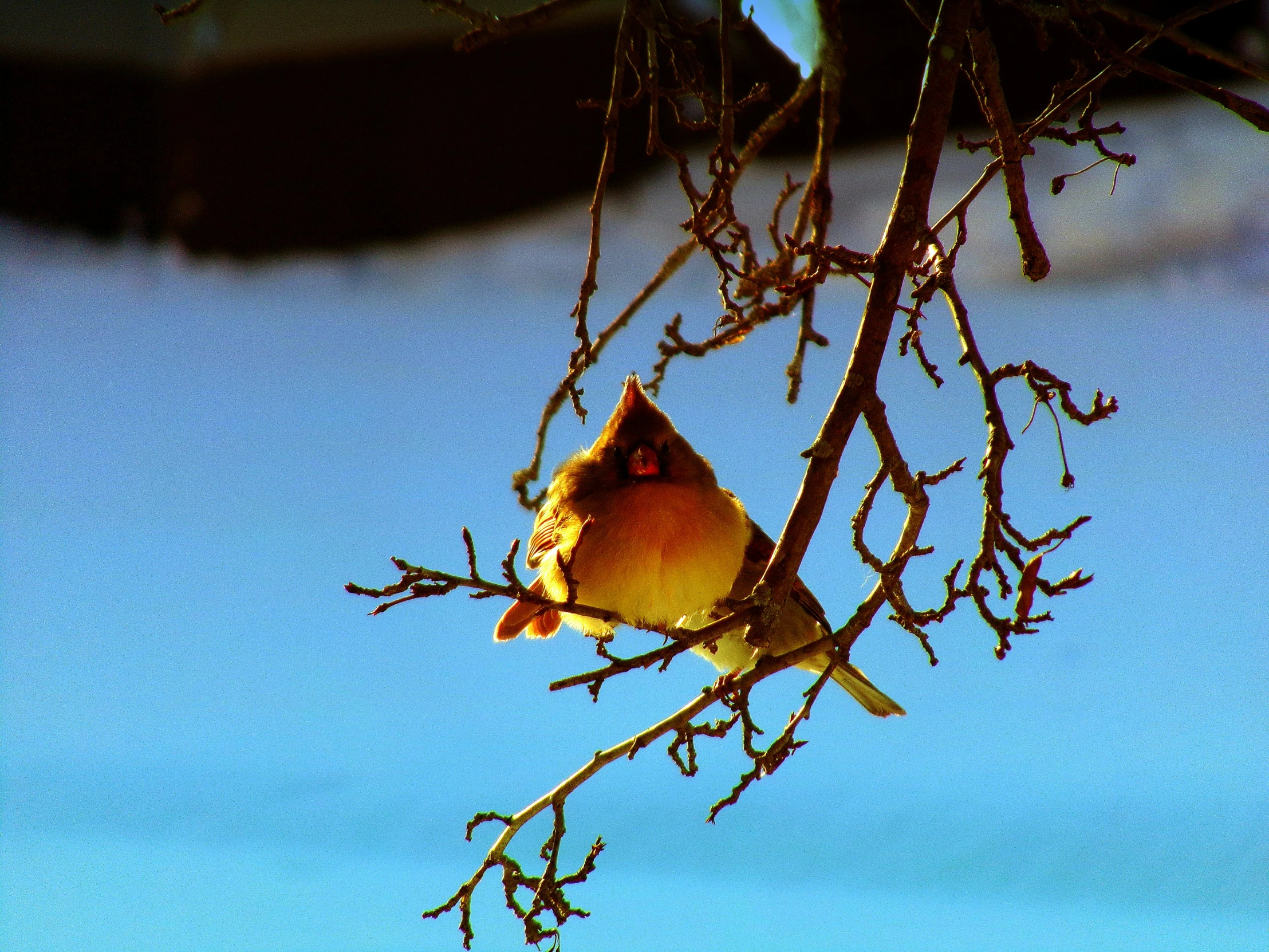 a bird perched on top of a tree nch