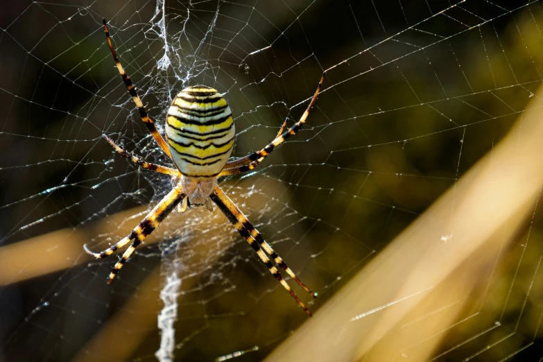 spider in a web with dew - covered web on its legs