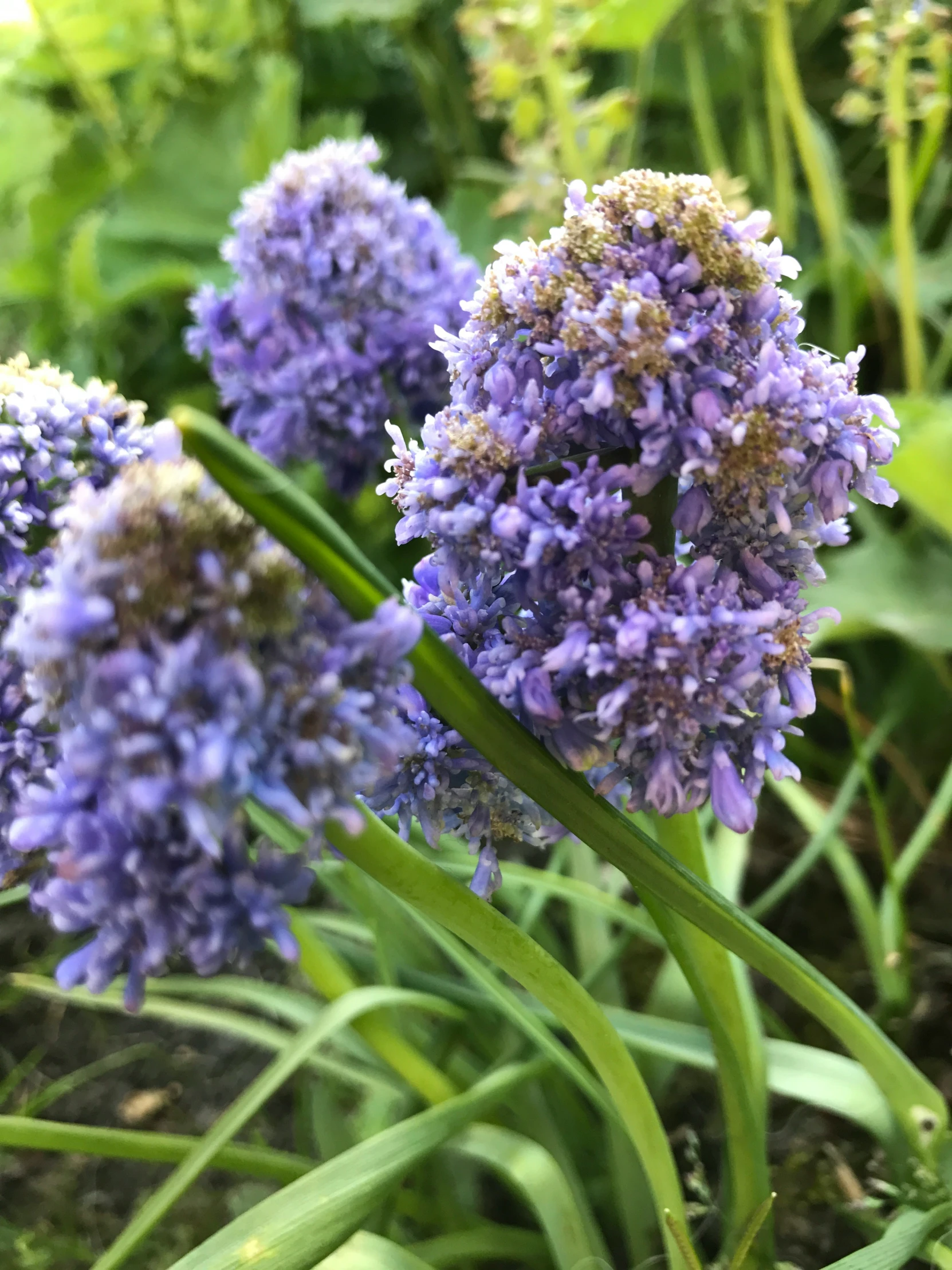 a close up of flowers in the field with green plants behind