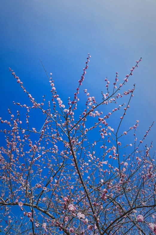 a bright pink tree is pictured against a blue sky